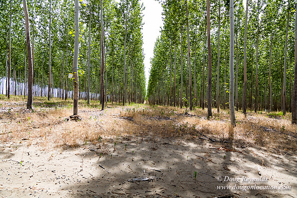 Tree Farm
