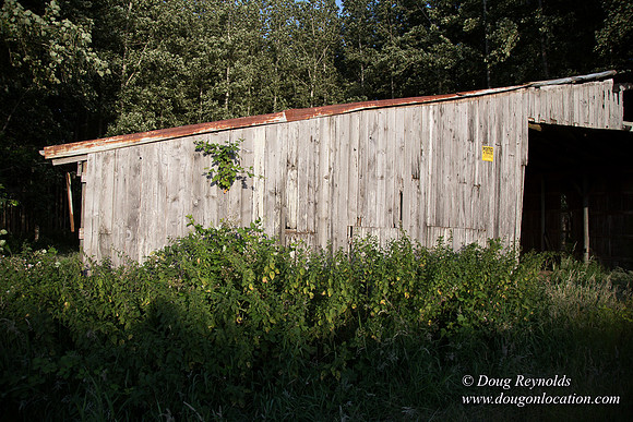 LCG & GWG Tree Farm