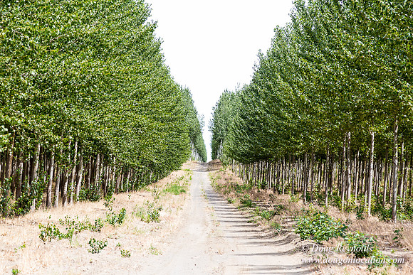 Tree Farm