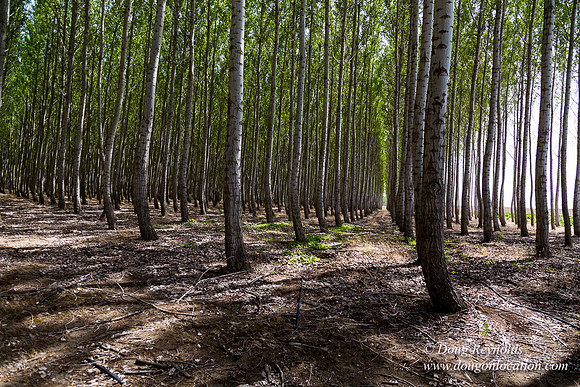 Tree Farm