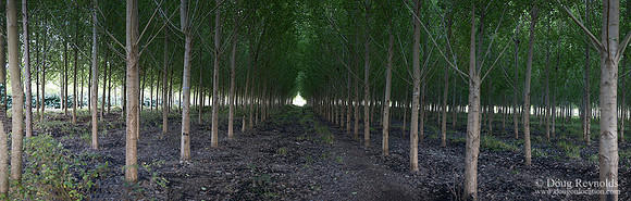 599 Boat Club Trees