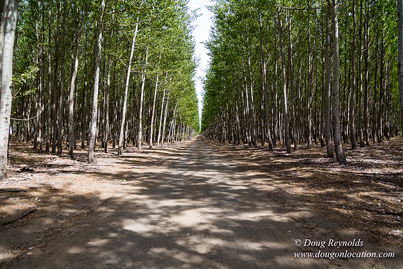 Tree Farm
