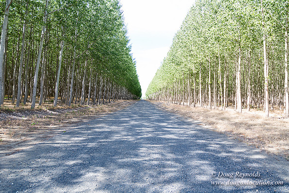 Tree Farm