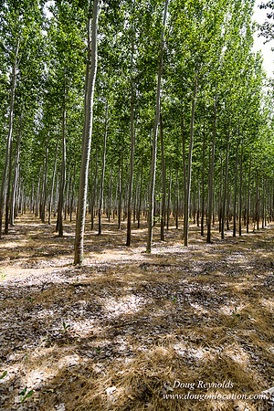 Tree Farm