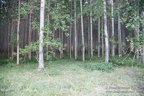 LCG & GWG Tree Farm