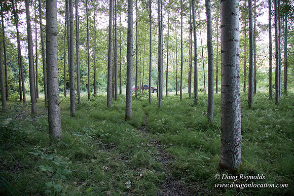 LCG & GWG Tree Farm