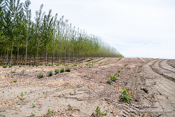 Tree Farm