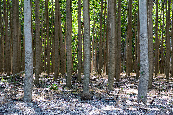 Tree Farm