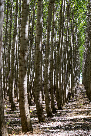 Tree Farm