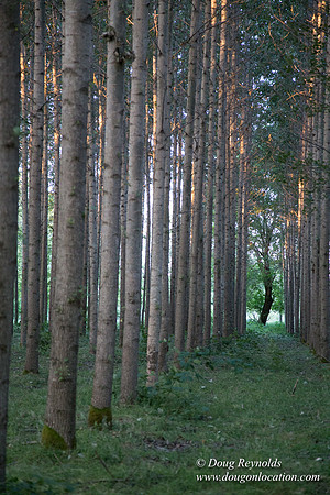 LCG & GWG Tree Farm