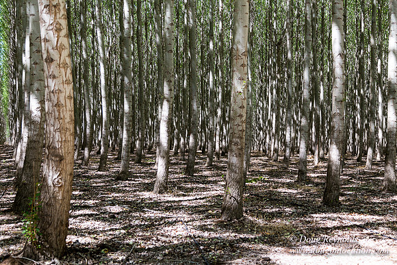 Tree Farm