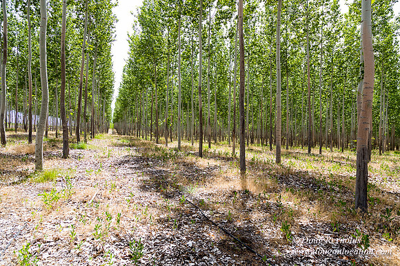 Tree Farm