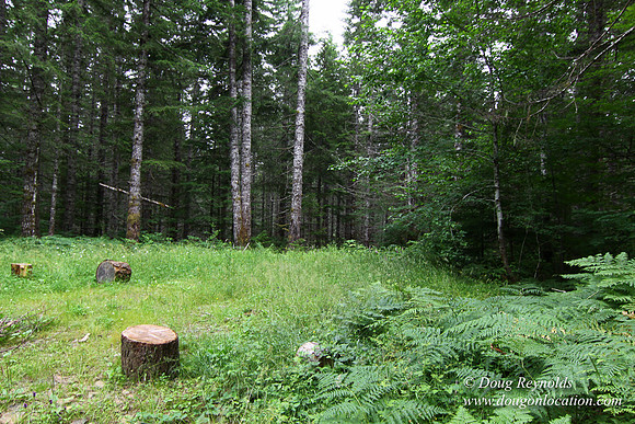 Tree & Forested locations