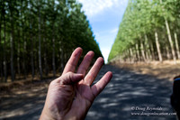 Tree Farm