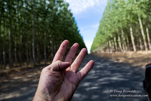 Tree Farm