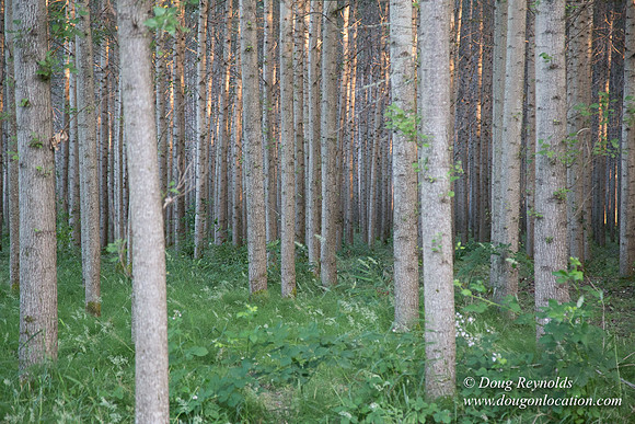 LCG & GWG Tree Farm