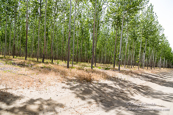 Tree Farm