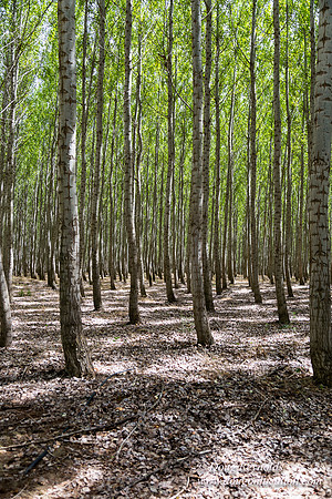 Tree Farm