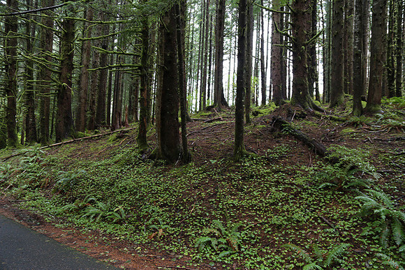 Saddle Mt Rd-0325
