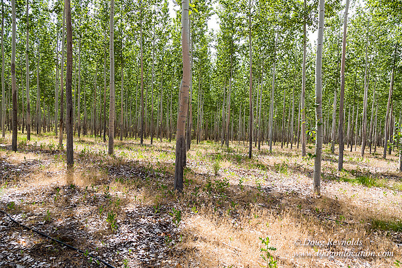 Tree Farm