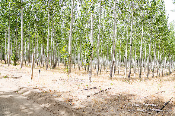 Tree Farm
