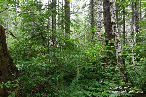 Tree & Forested locations