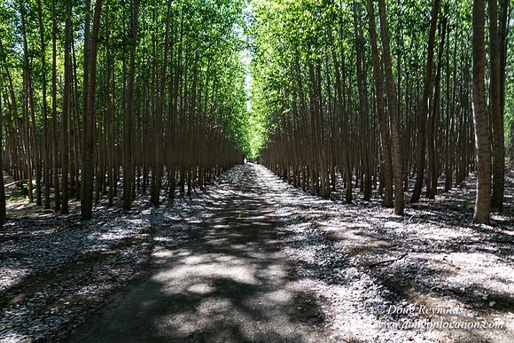 Tree Farm