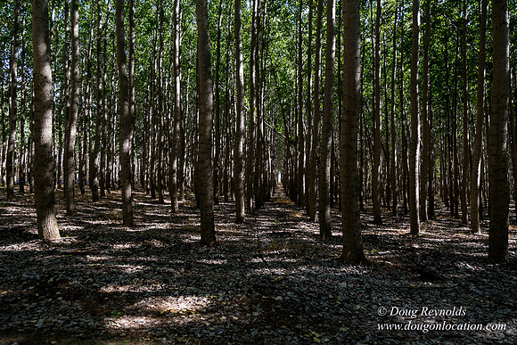 Tree Farm