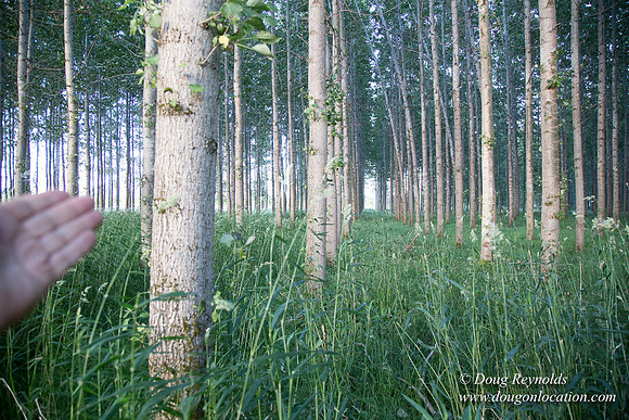LCG & GWG Tree Farm