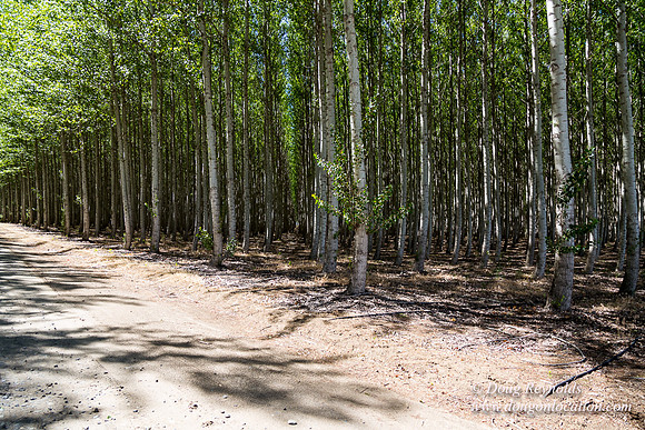Tree Farm
