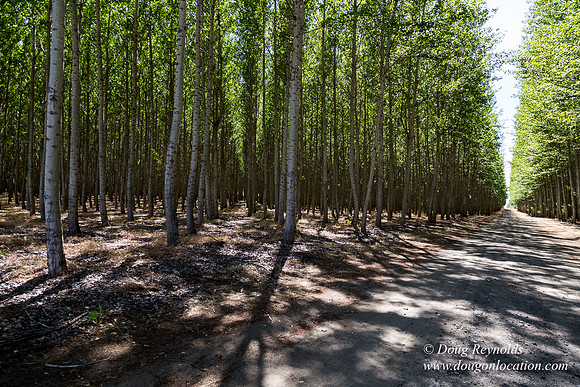 Tree Farm