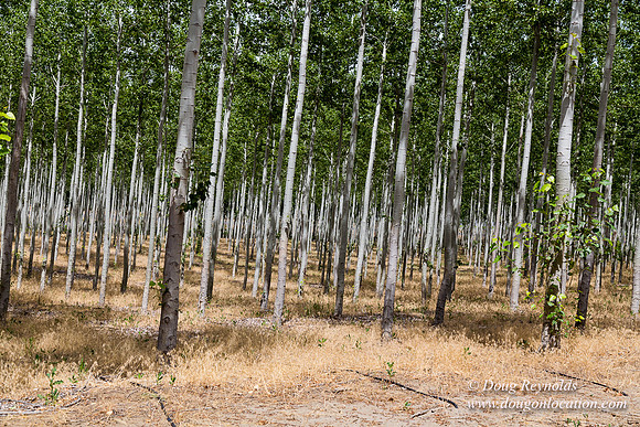 Tree Farm