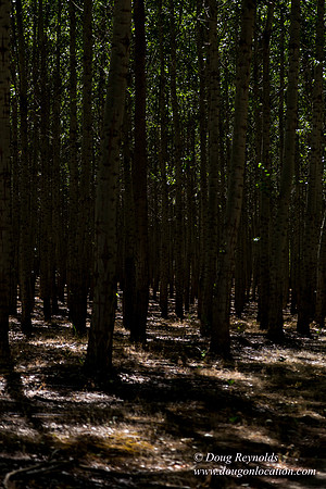 Tree Farm