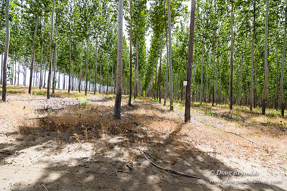 Tree Farm