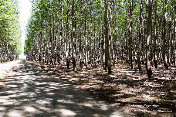 Tree Farm