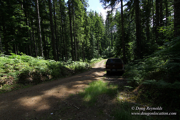 Tree & Forested locations