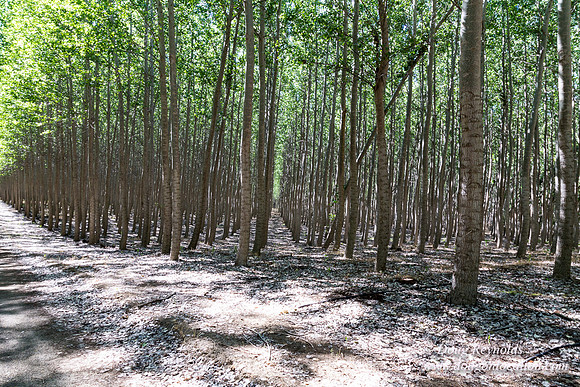 Tree Farm