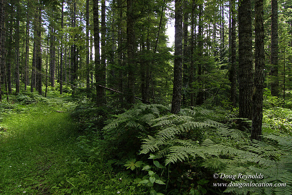 Tree & Forested locations