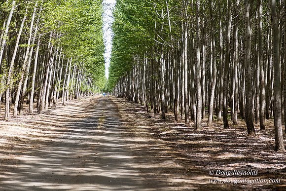 Tree Farm