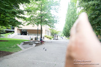 Portland Streets