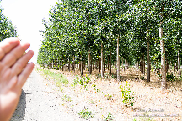 Tree Farm