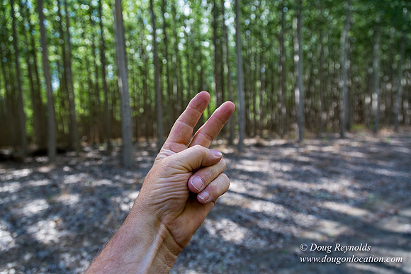 Tree Farm