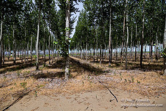 Tree Farm