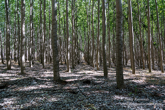 Tree Farm