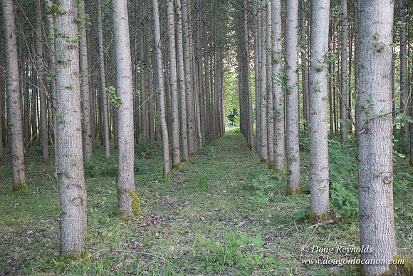 LCG & GWG Tree Farm