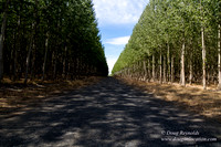 Tree Farm