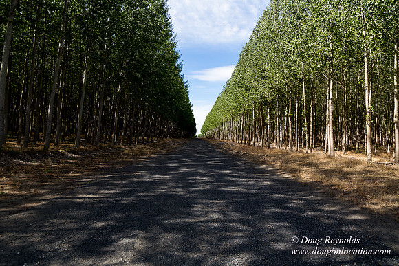 Tree Farm