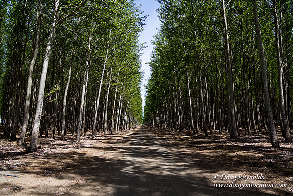 Tree Farm