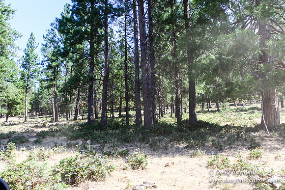 Ranch 18