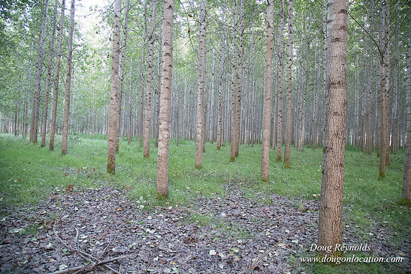 LCG & GWG Tree Farm